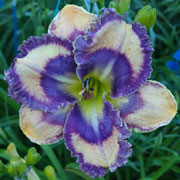 Spacecoast Simply Smurfy Daylily